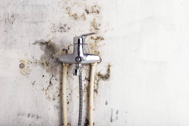 Best Black Mold Removal  in Mion, AR