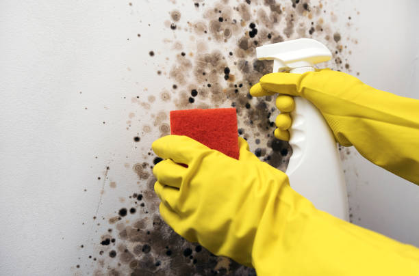 Best Attic Mold Removal  in Mion, AR