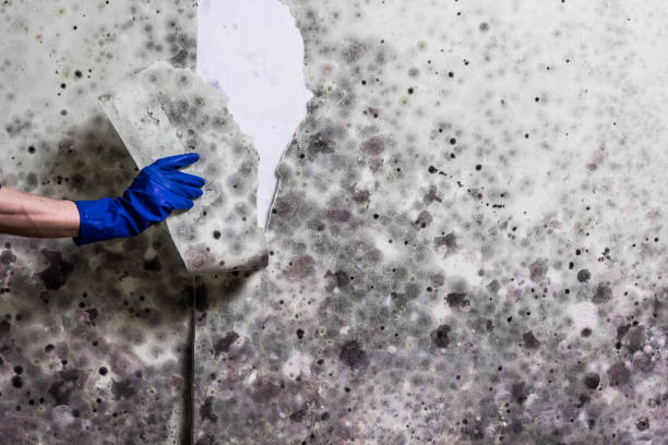 Best Certified Mold Removal  in Mion, AR