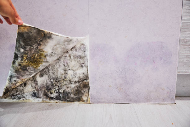 Best Attic Mold Removal  in Mion, AR